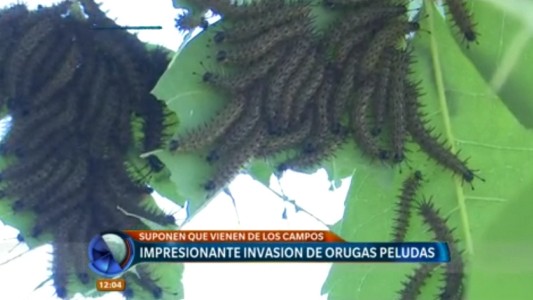 Impactante invasión de orugas peludas en un barrio de la localidad de San Lorenzo