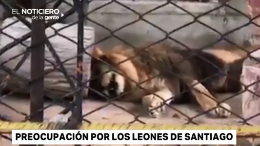 El triste destino de los leones del zoo de Santiago del Estero