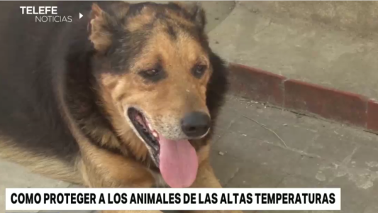 Cómo evitar que nuestras mascotas sufran un golpe de calor