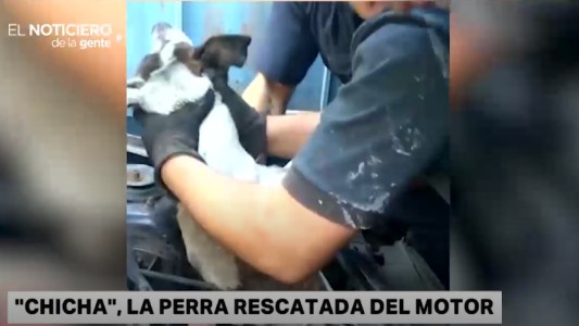 Apareció el dueño de la perrita rescatada de un motor