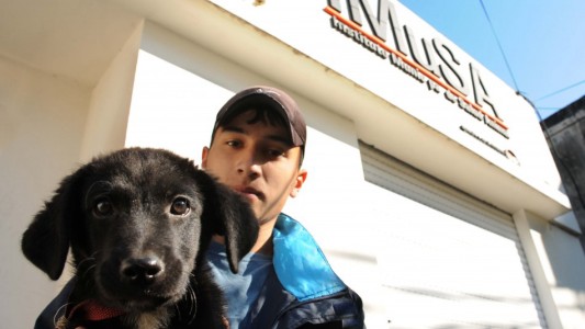 Establecen protocolos para el ingreso, permanencia y adopción de animales en el Imusa