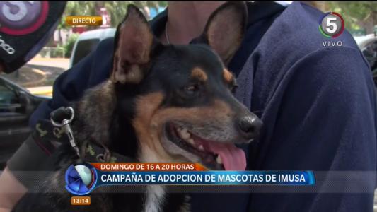 Campaña de adopción del Imusa: 120 callejeros esperan por un hogar