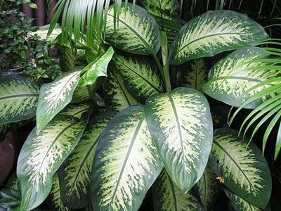 Advierten sobre una planta común que es tóxica para los niños