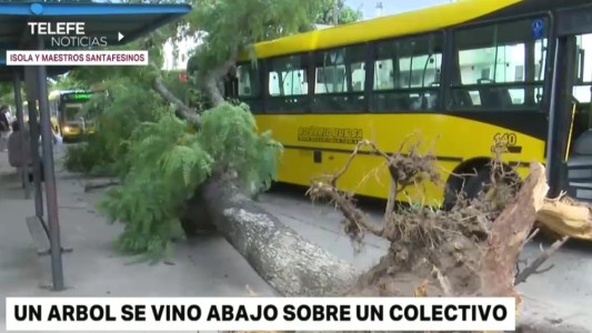 Un árbol se desplomó sobre un colectivo que estaba detenido en una garita