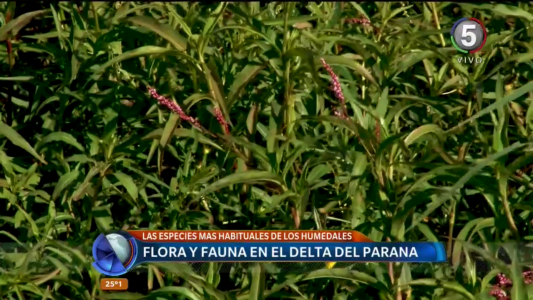 El ecosistema del Delta: flora y fauna en los humedales del Paraná