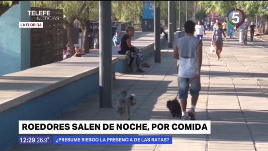 Roedores en La Florida: salen por la noche en busca de alimento