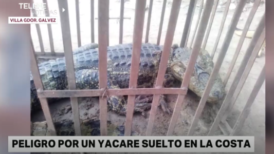 Vecinos de Villa Gobernador Gálvez atraparon un yacaré de más de dos metros