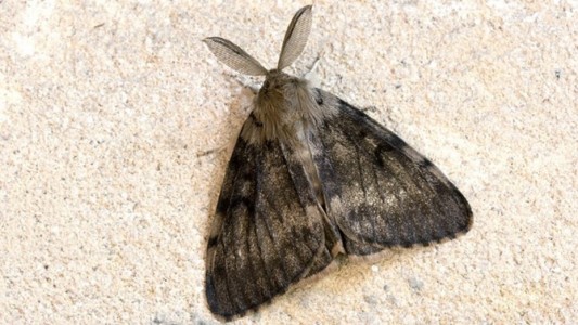 Lanzan alerta nacional por la "polilla gitana"