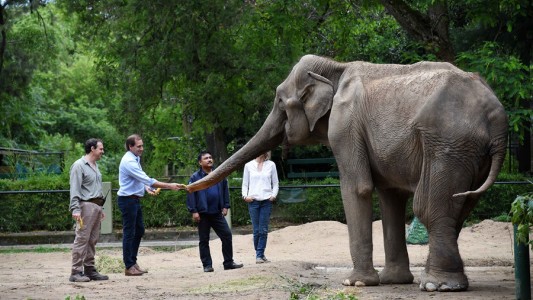 Tristeza en el zoológico de La Plata: murió la elefanta Pelusa