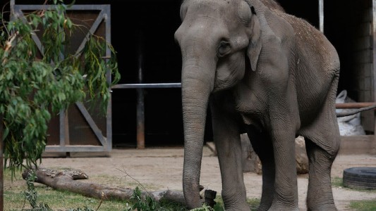Tras la muerte de la elefanta Pelusa, cerrarán el zoológico de La Plata