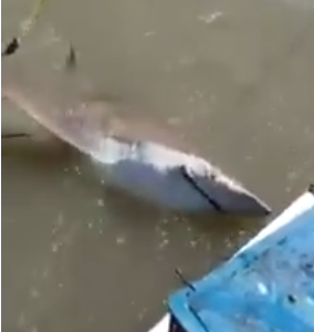 Dos bahienses pescaban de forma ilegal un tiburón, lo ultimaron de un balazo y fueron denunciados