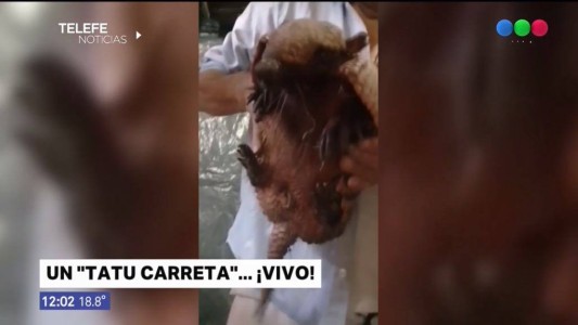 Apareció un tatú carreta en zona sudoeste