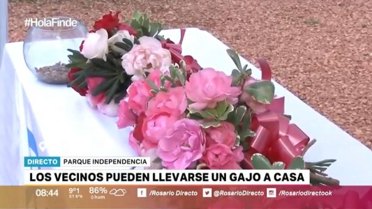 Comenzó la poda en el rosedal