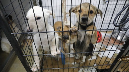 San Luis: quien adopte mascotas de un refugio pagará menos impuestos