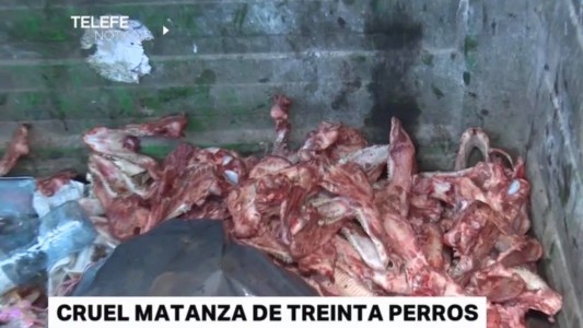 Denuncian atroz matanza de perros en zona oeste