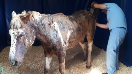 La conmovedora historia de Lala, la yegua que sobrevivió a las torturas y a las llamas