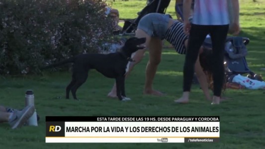 Vecinos marcharán junto a sus mascotas para reclamar más campañas públicas de esterilización