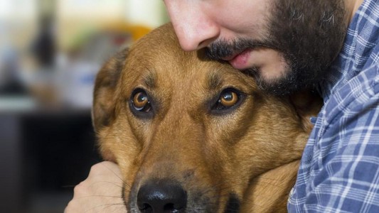 "Abrazos perrunos" para combatir el estrés antes de volar