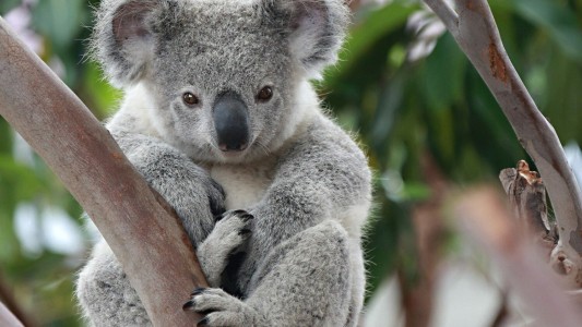 Una ONG australiana declara al koala “funcionalmente extinto”