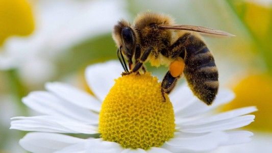 Alertan sobre la reducción de poblaciones de abejas a nivel mundial