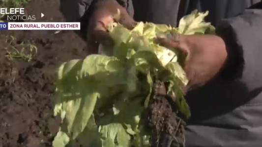 La caída de granizo deja grandes pérdidas de los cultivos