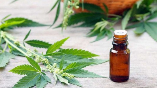 La Justicia Federal revocó un fallo que permitía el autocultivo de cannabis medicinal