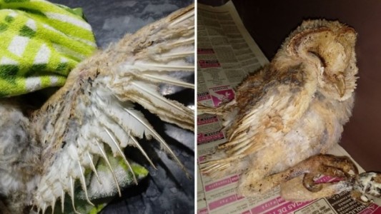 Indignación por lechuzas quemadas y gavilanes baleados en Mendoza