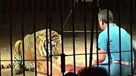 Tigres mataron a un famoso domador de circo y "jugaron" con su cuerpo durante media hora