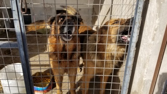 Ataque de perros en Mar del Plata: "En un momento me entregué, pensé que me moría"