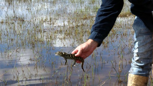 Liberaron a 18 ejemplares de yacaré overo en una reserva de San Cristóbal