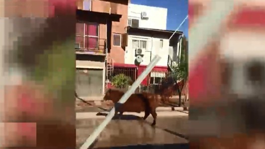 Un toro se escapó de un frigorífico y embistió a una mujer en plena calle