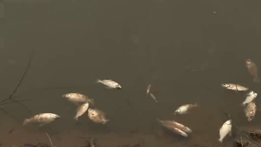 Gran cantidad de peces muertos a orillas del Paraná: descartan que sea por contaminación