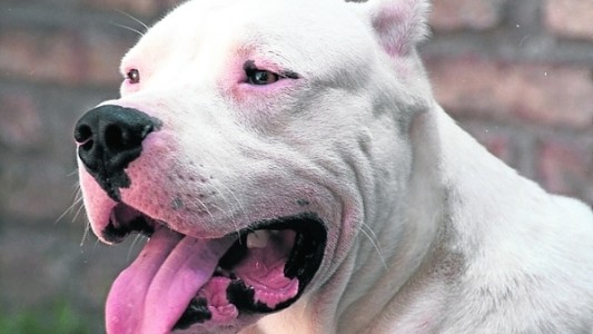 Córdoba: imputaron al dueño de tres perros que atacaron y dejaron malherido a un ciclista