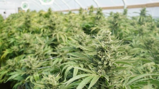 Santa Fe ya eligió el predio para cultivar cannabis medicinal