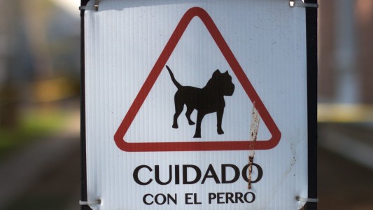 No tan guardián: un perro abrió la salida de emergencia de un comercio y entraron a robar