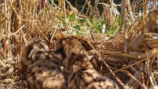 Un productor rural encontró cuatro crías de puma en medio del campo mientras cosechaba