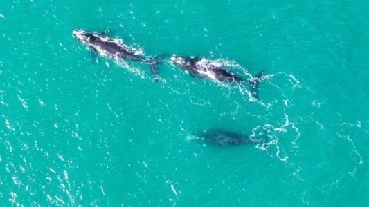 Magnífico show de ballenas en la costa marplatense