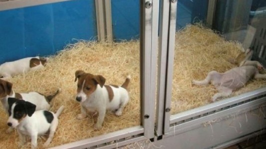 La Legislatura porteña aprobó una ley que prohíbe la exhibición de animales en vidrieras