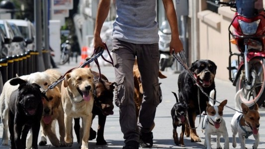 Paseadores de perros, un servicio que crece en Rosario