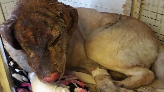 Un perrito salvó a toda una familia de morir en un incendio