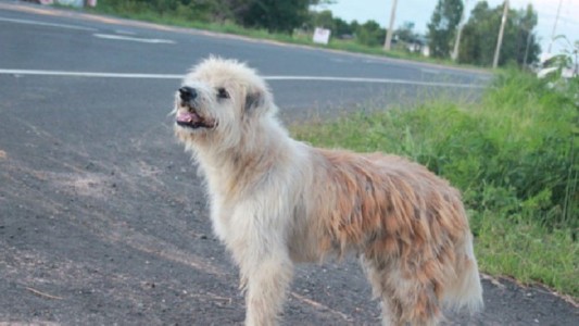 El perro que esperó a sus dueños 4 años al borde de la ruta