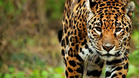 Video: filmaron por primera vez un yaguareté en El Impenetrable chaqueño