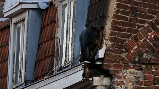 Vecinos grabaron a una pantera caminando por los techos en la ciudad