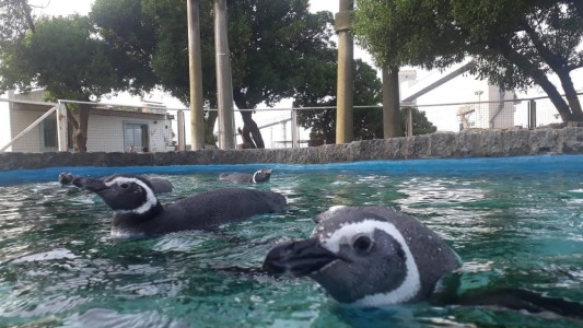 Prefectura devolvió al mar a tres pingüinos que habían sido rescatados en muy mal estado