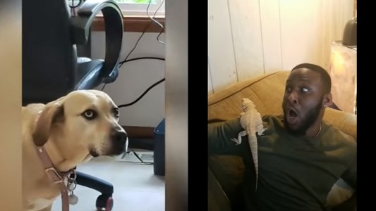 Duelo de virales en Telefe Noticias: "No puedo con esto" VS "Qué le pasa a mi dueño"