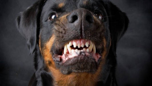 Acebal: una nena de cinco años sufrió graves heridas al ser atacada por un Rottweiler