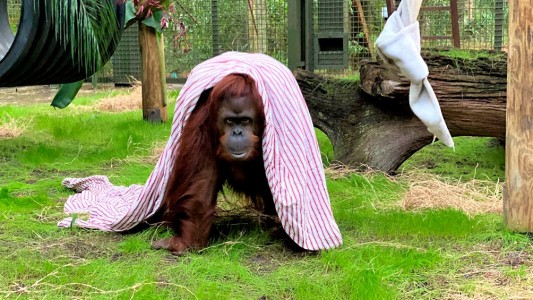 La orangutana Sandra llegó al santuario estadounidense donde vivirá