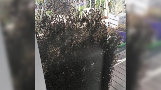 Impresionante invasión de abejas en barrio Martin