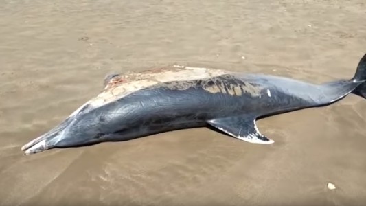Mar del Plata: apareció muerto un delfín "oscuro"