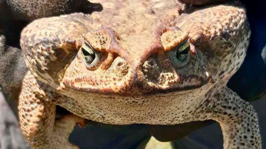 Pánico en Granadero Baigorria por la aparición de un sapo venenoso de dos kilos